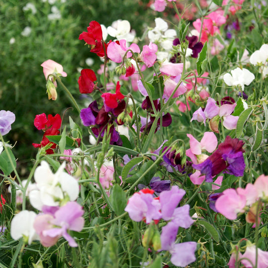 Sweet Pea 'Knee High Mix'