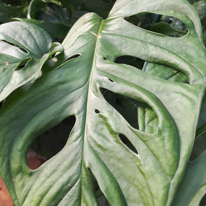 Monstera adansonii