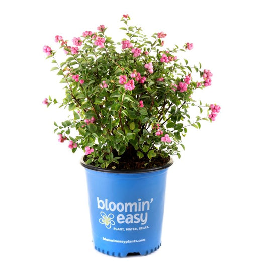 Snowberry 'Pinky Promise™'