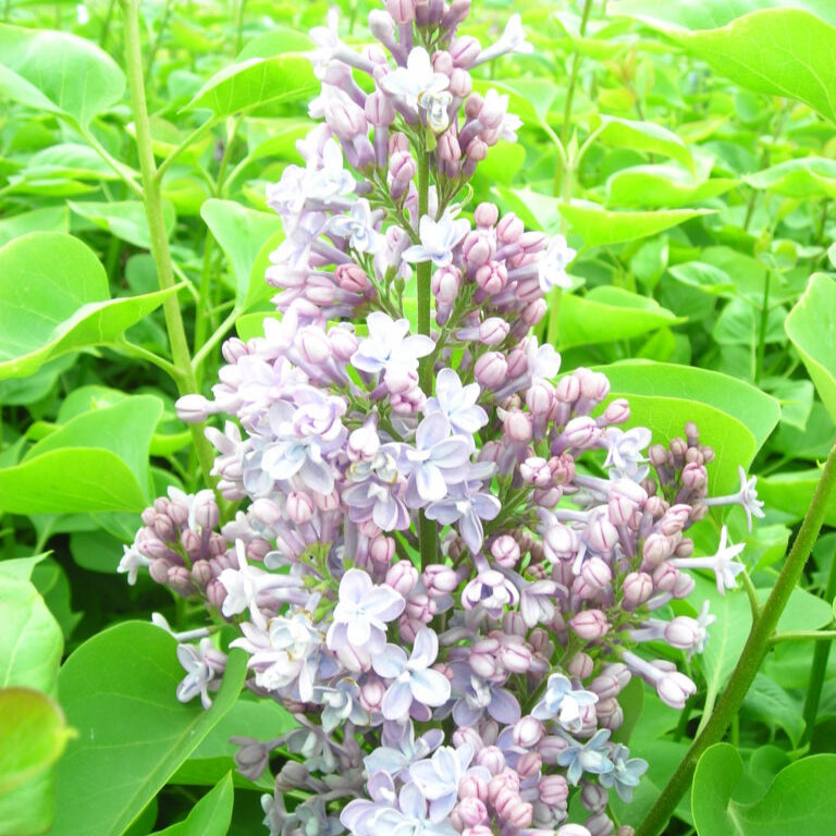 Lilac 'Katherine Havemeyer'