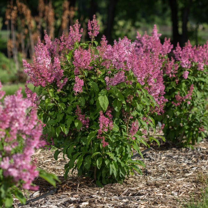 Lilac 'Pinktini™'