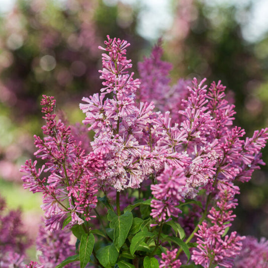 Lilac 'Pinktini™'