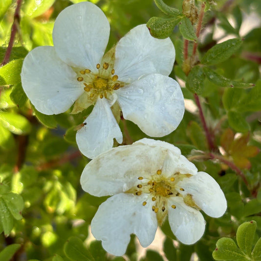 Potentilla 'Abbotswood'