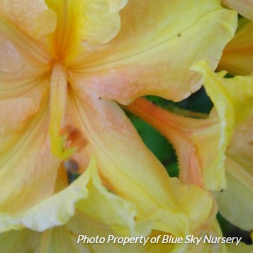 Azalea 'Golden Lights'