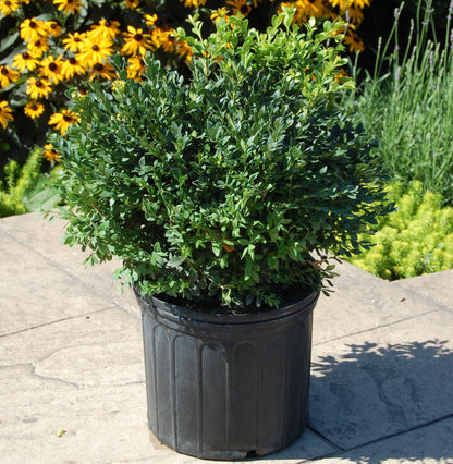 Boxwood 'Green Gem'