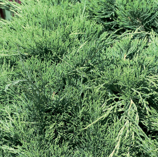 Juniper 'Calgary Carpet'
