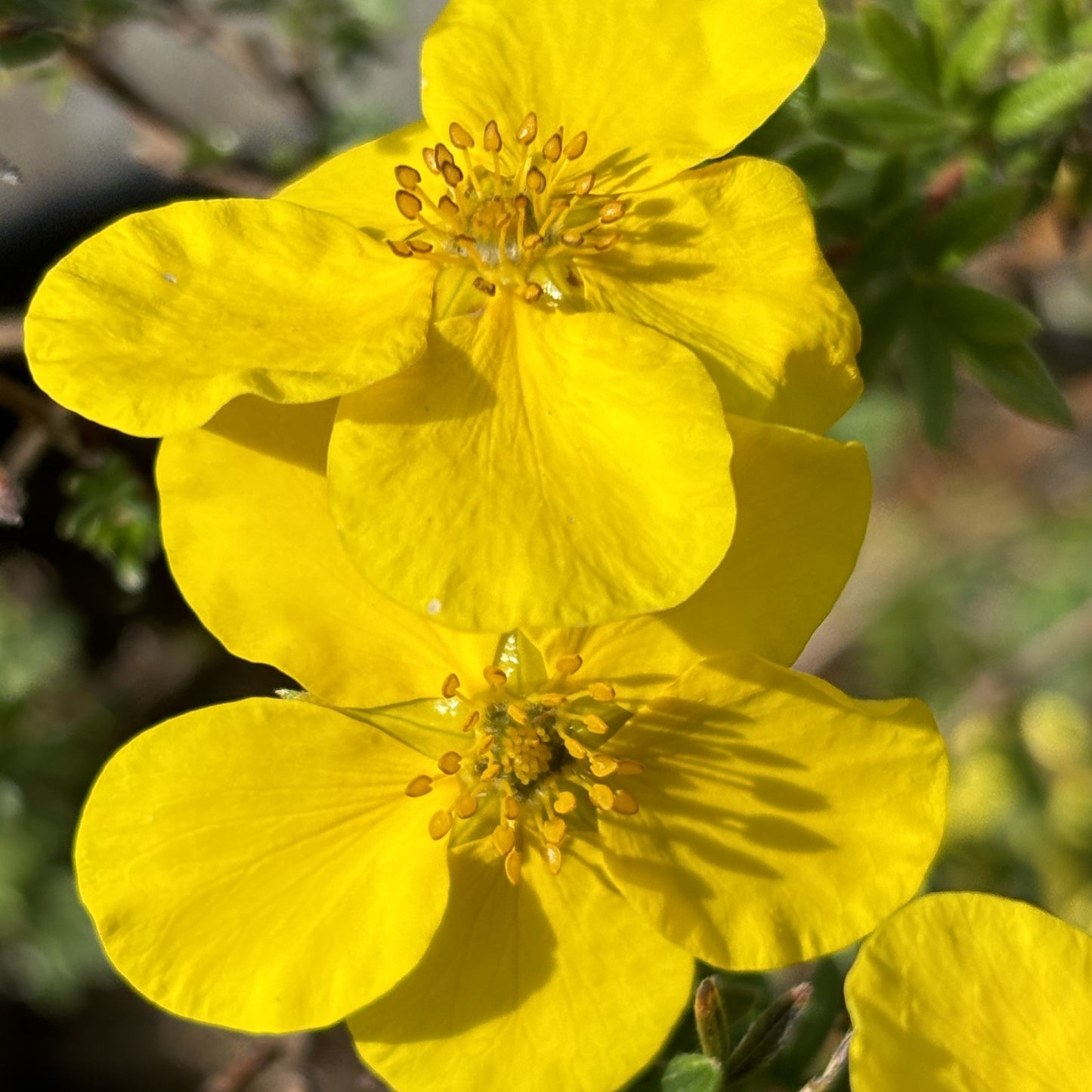 Potentilla ‘Goldfinger’