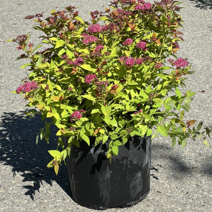 Spirea 'Magic Carpet'
