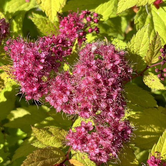Spirea 'Magic Carpet'