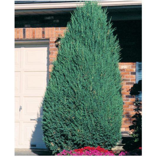 Juniper 'Mountbatten'