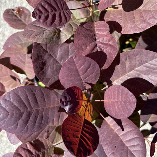 Smokebush 'Royal Purple'