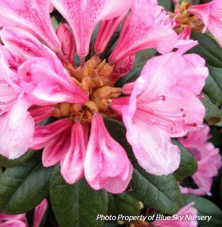 Rhododendron 'Roseum Elegans'