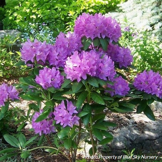 Flowering Crab 'Royal Beauty'