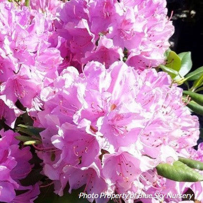 Rhododendron 'Roseum Pink'