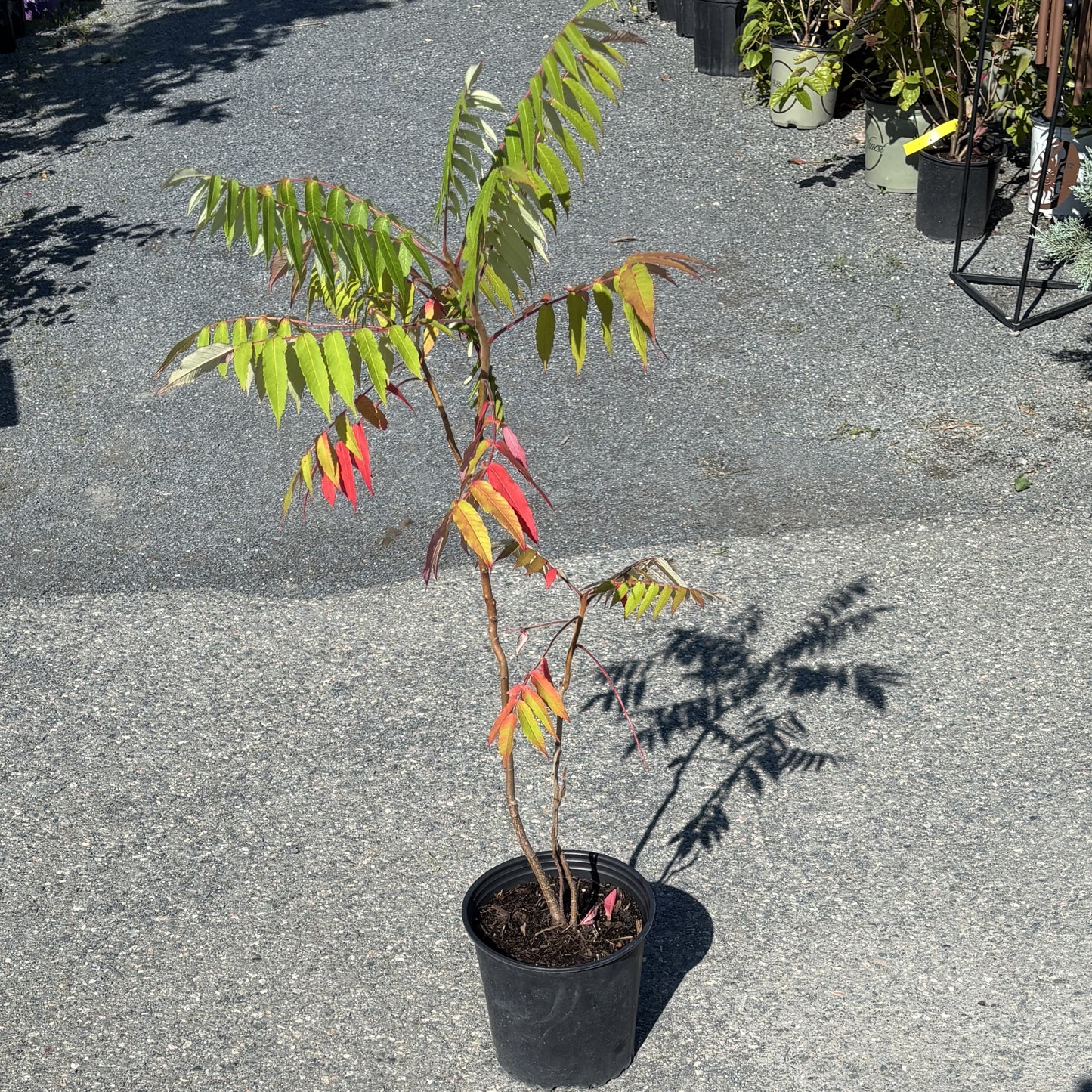 Sumac 'Staghorn'
