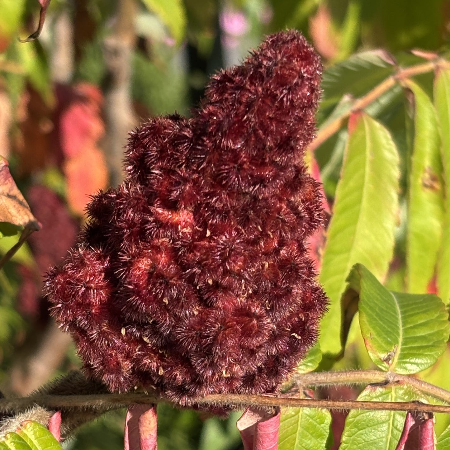 Sumac 'Staghorn'