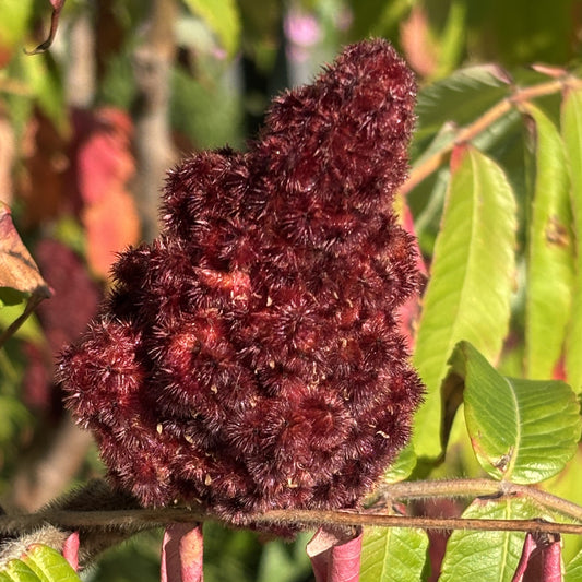 Sumac 'Staghorn'