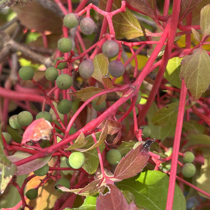 Virginia Creeper 'Engleman'
