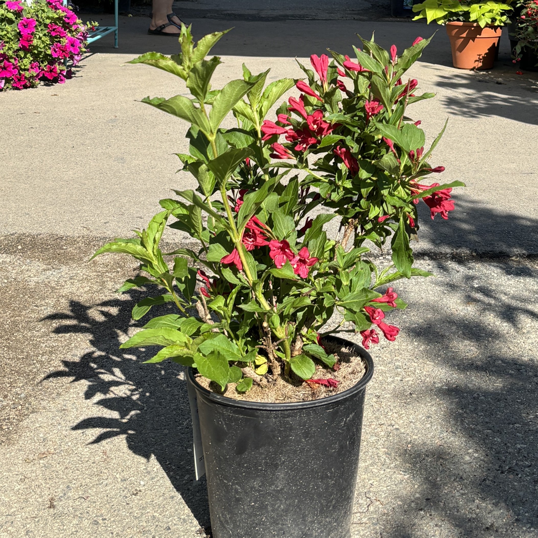Weigela 'Red Prince'