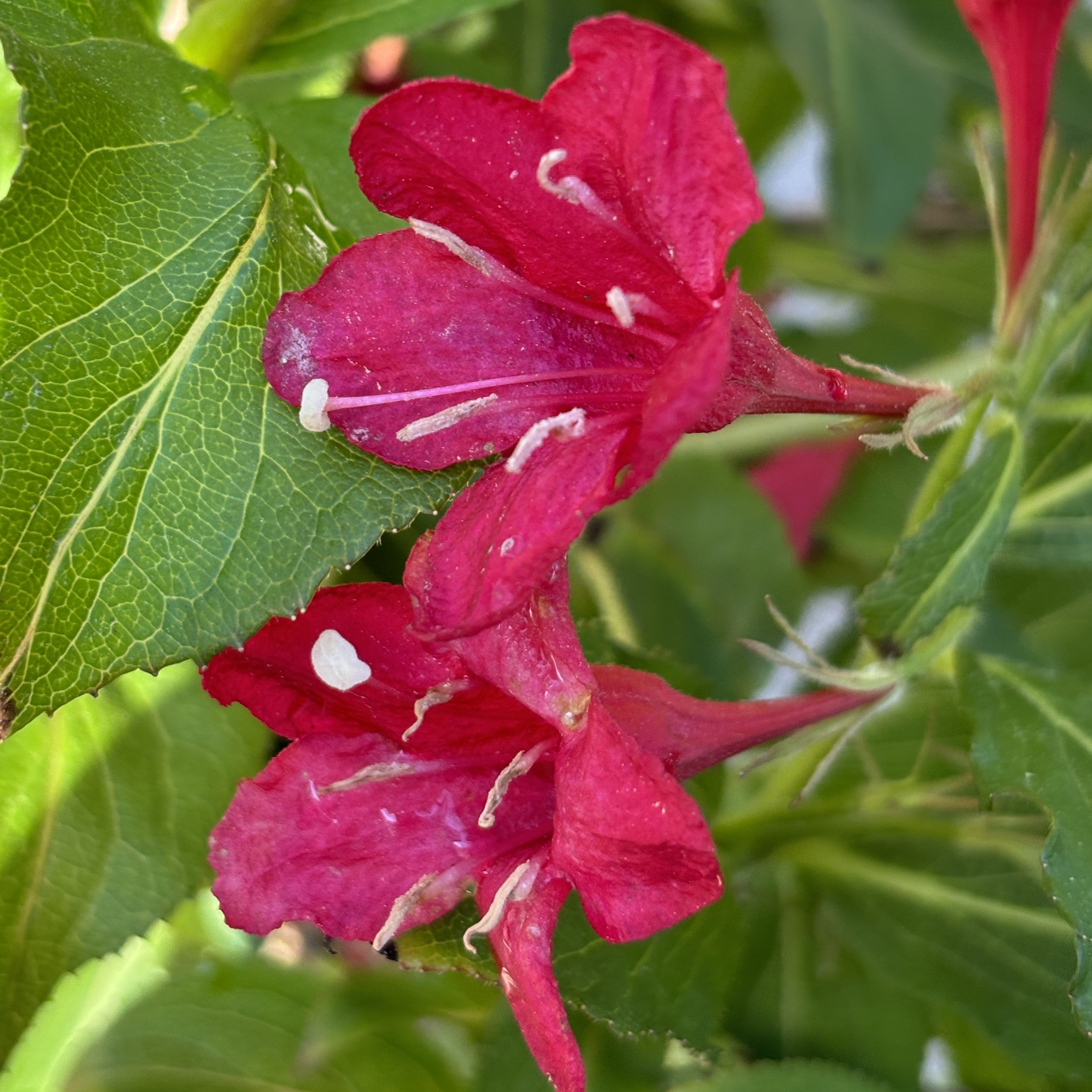 Weigela 'Red Prince'