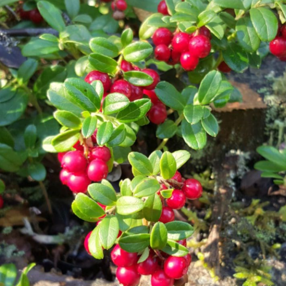 Cranberry 'American'