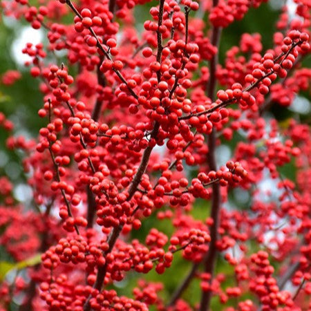 Winterberry 'Winter Red'
