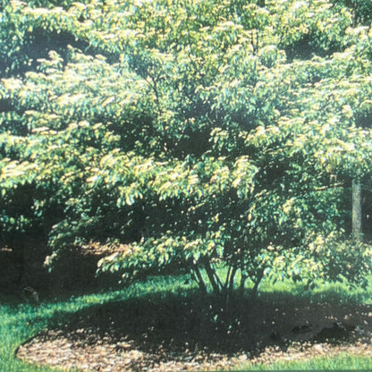Dogwood 'Pagoda'