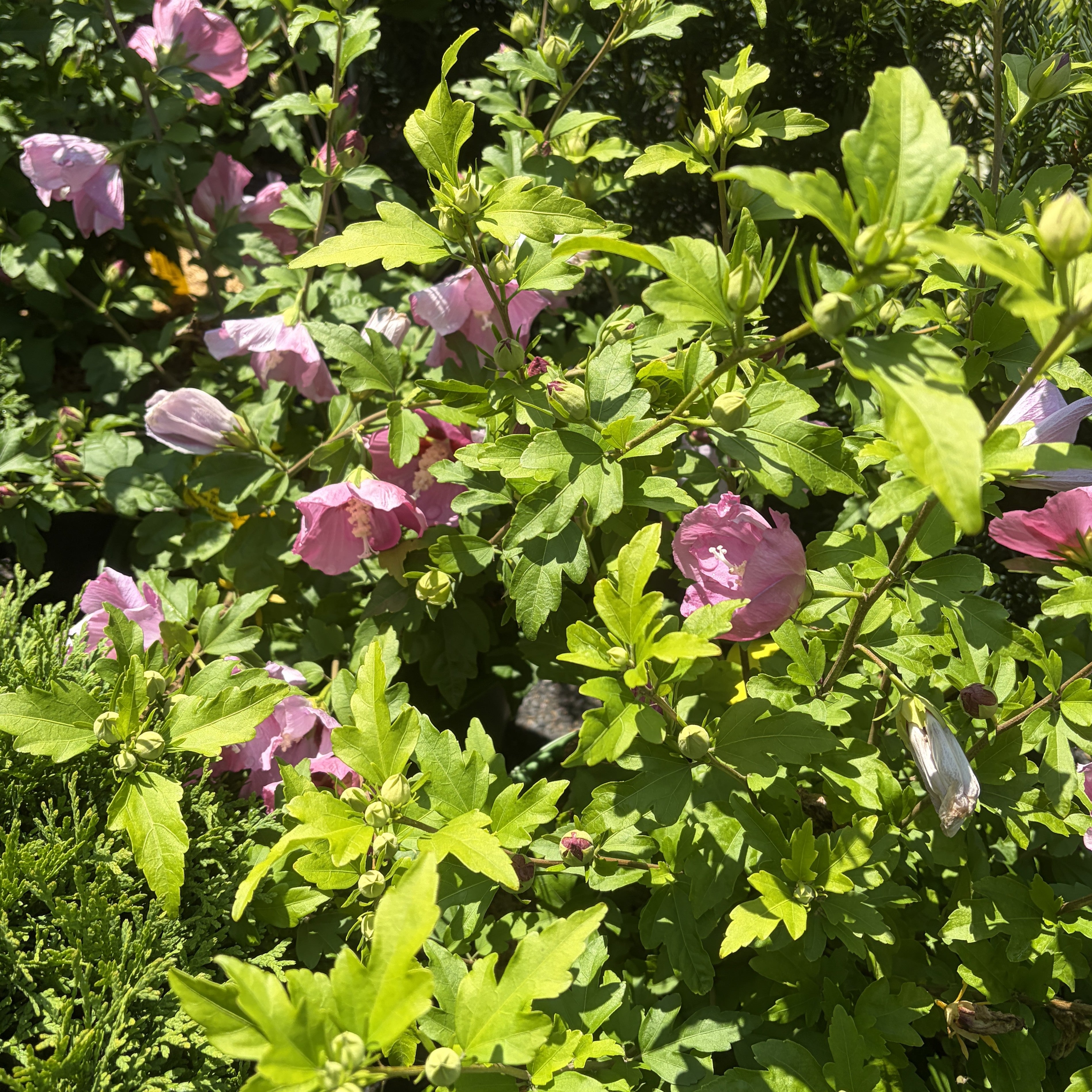 Rose of Sharon 'Aphrodite'