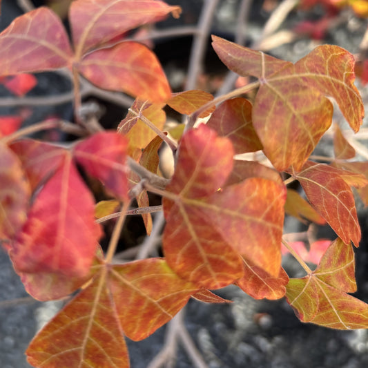 Sumac Fragrant 'Gro Low'