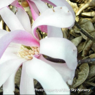 Magnolia 'Leonard Messel'
