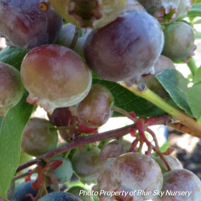 Blueberry 'Bluecrop' Highbush