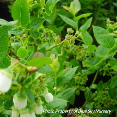 Blueberry 'Chippewa'