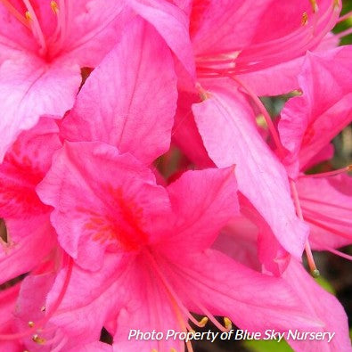 Azalea 'Homeblush'