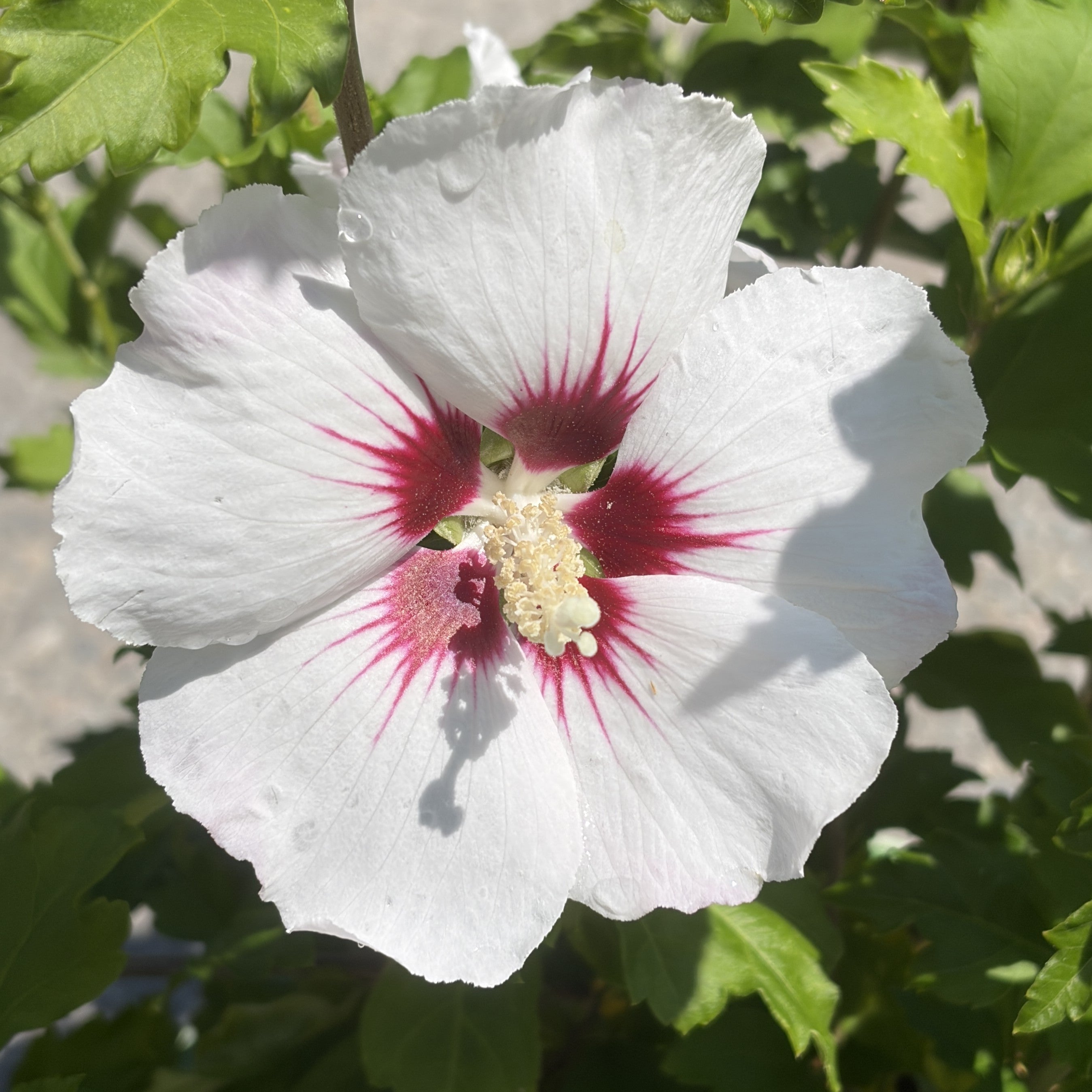 Rose of Sharon 'Helene'