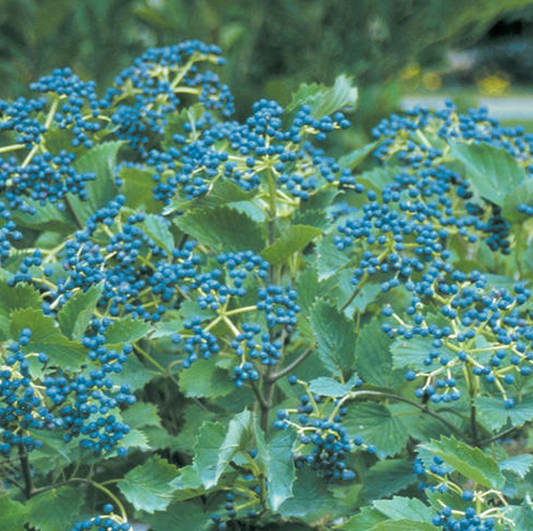 Viburnum 'Blue Muffin®'