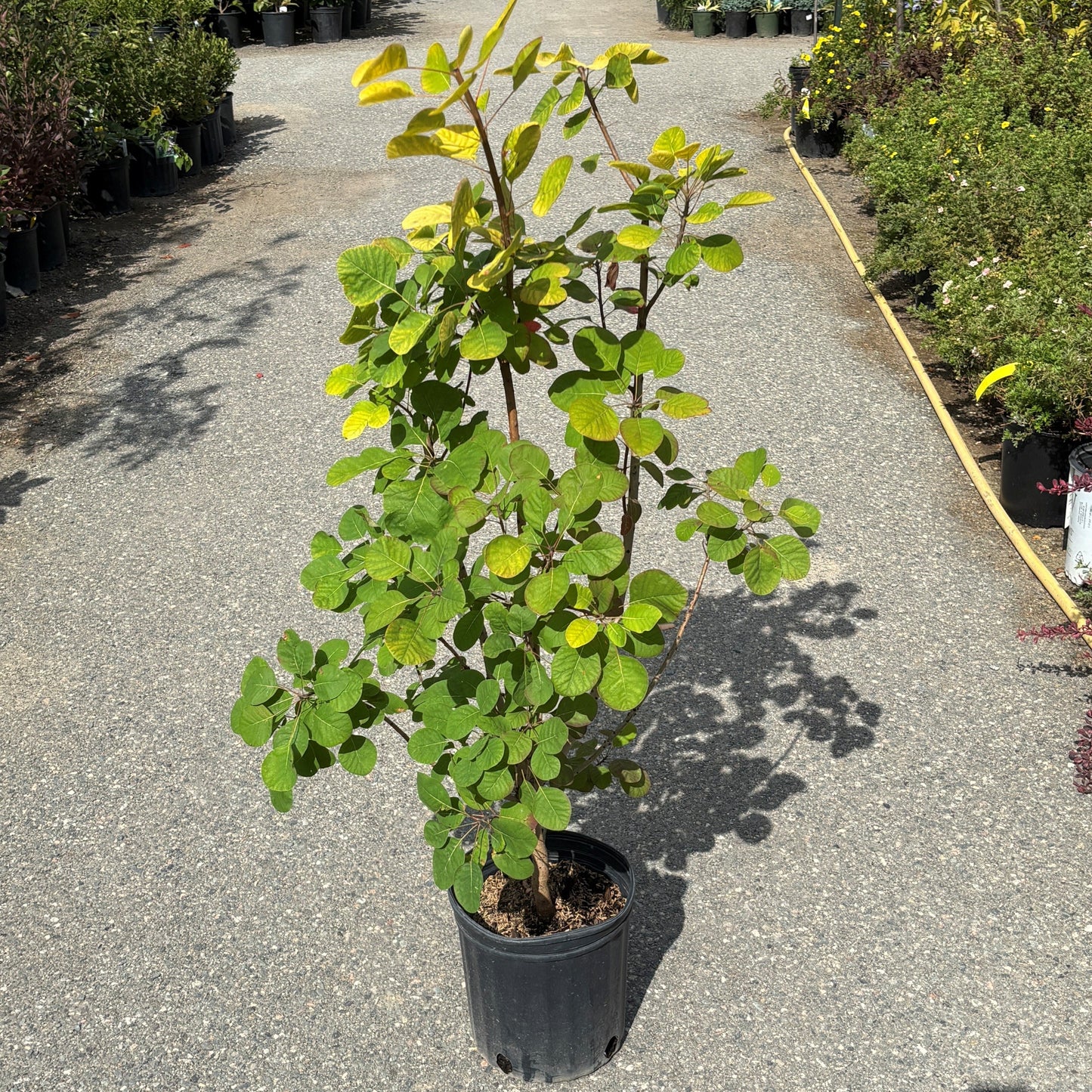 Smokebush 'Golden Spirit'