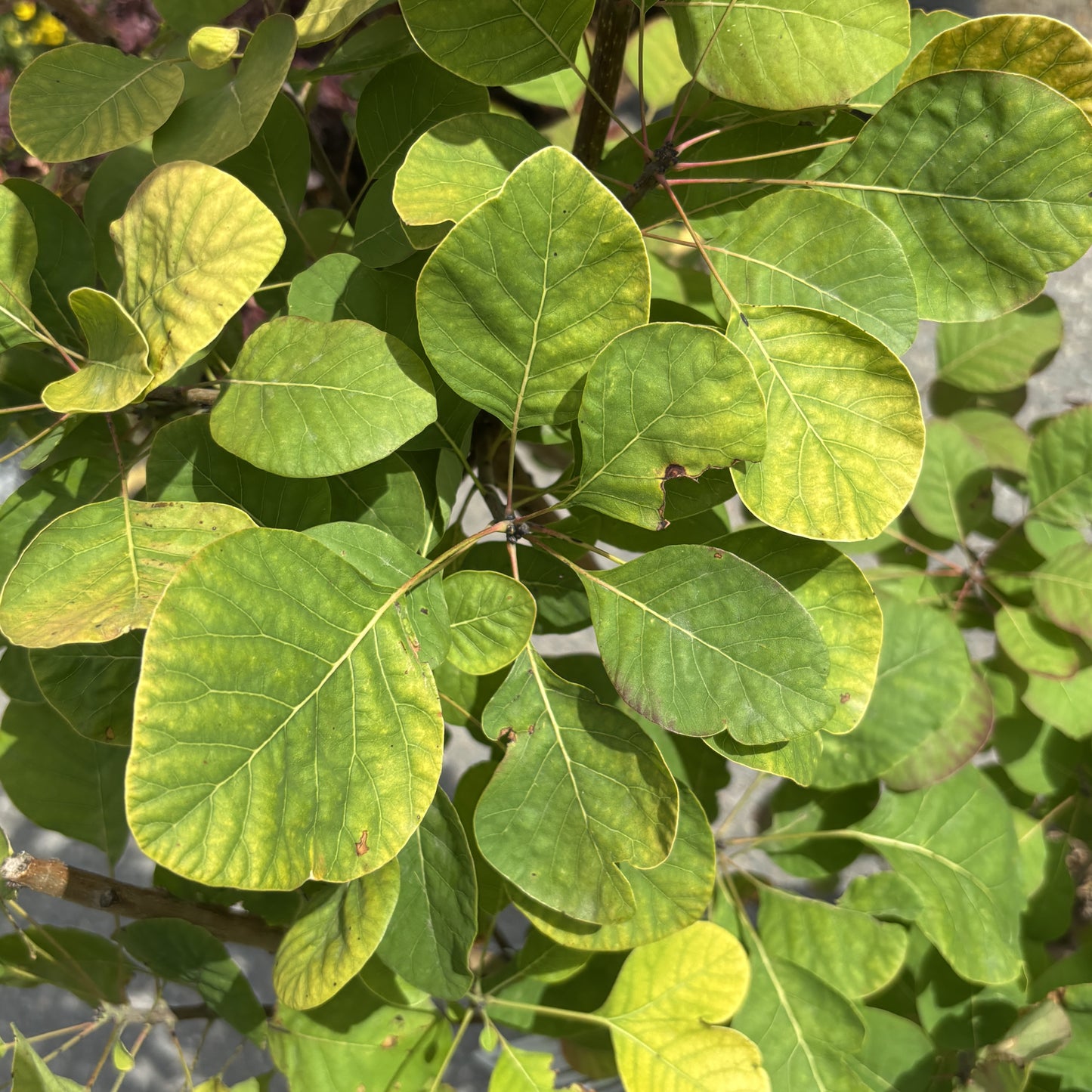 Smokebush 'Golden Spirit'
