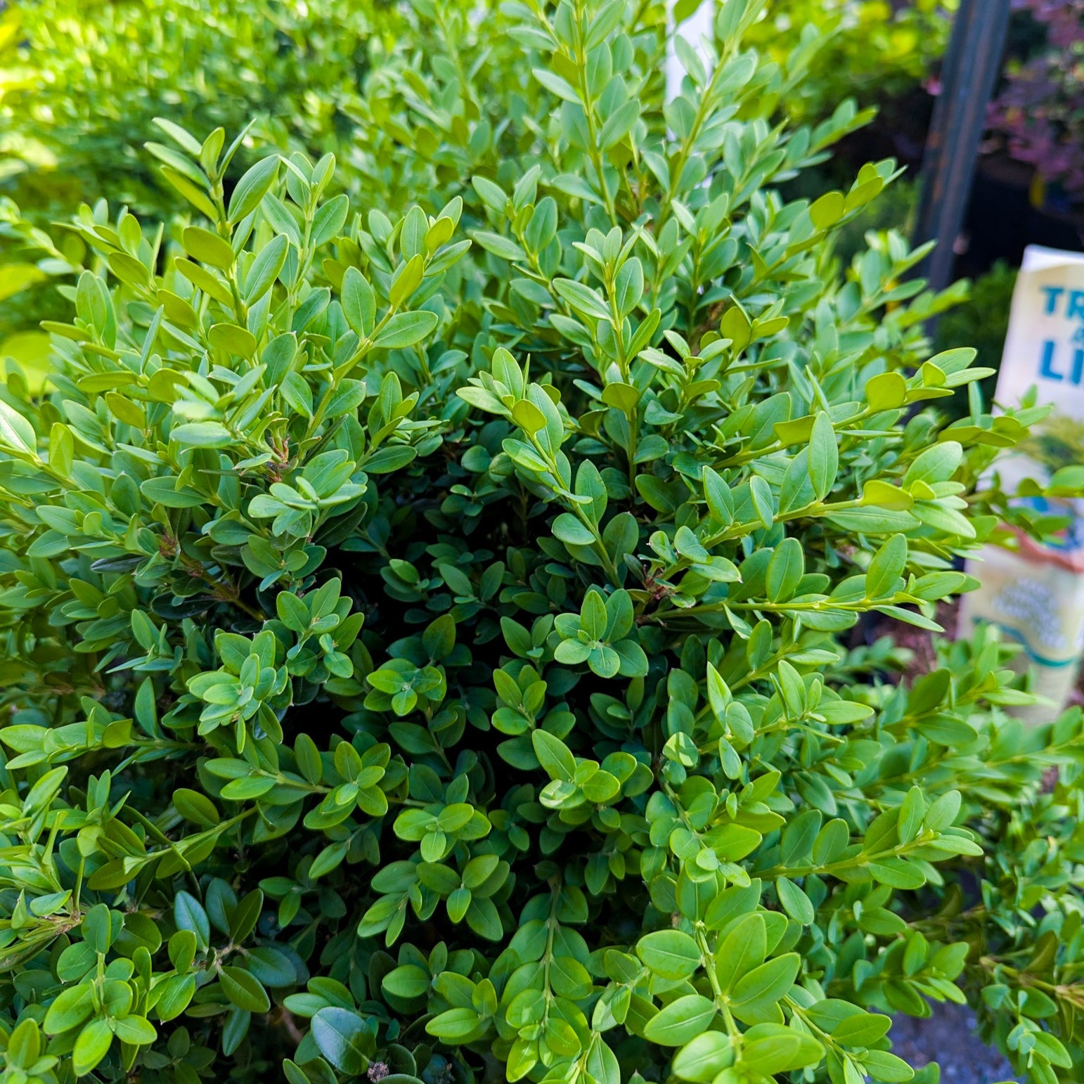 Boxwood 'Green Mountain'