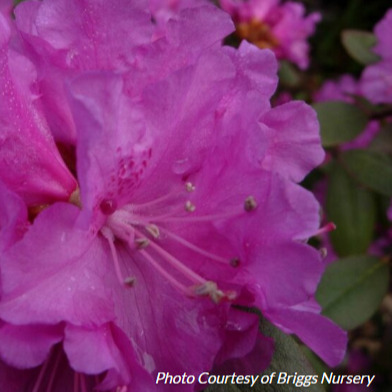 Rhododendron 'P.J.M. Regal'