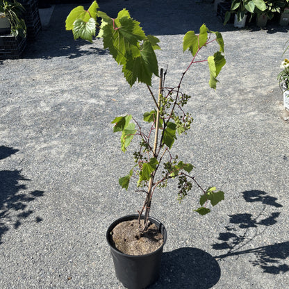 Grape 'Frontenac Noir'