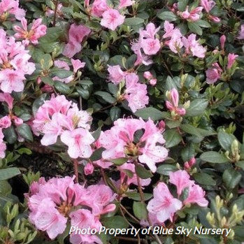 Rhododendron 'Bubblegum'