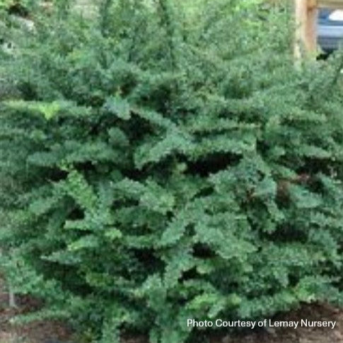 Barberry 'Jade Carousel'