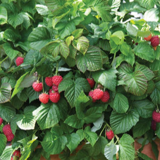 Raspberry 'Shortcake'