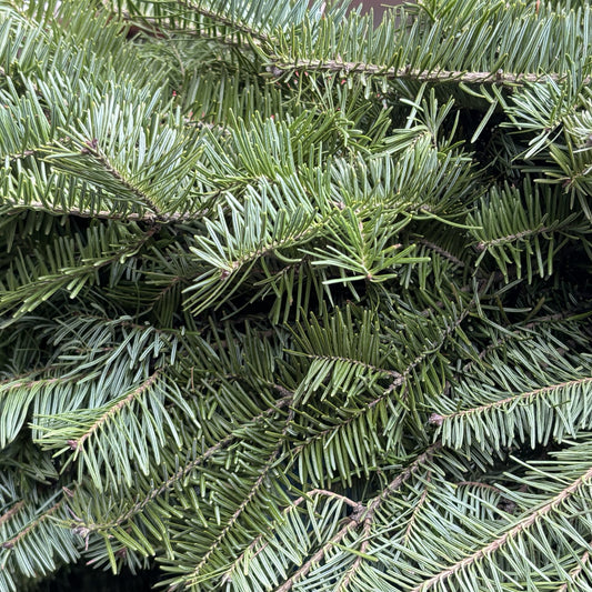 Fresh Fir Local Bundle