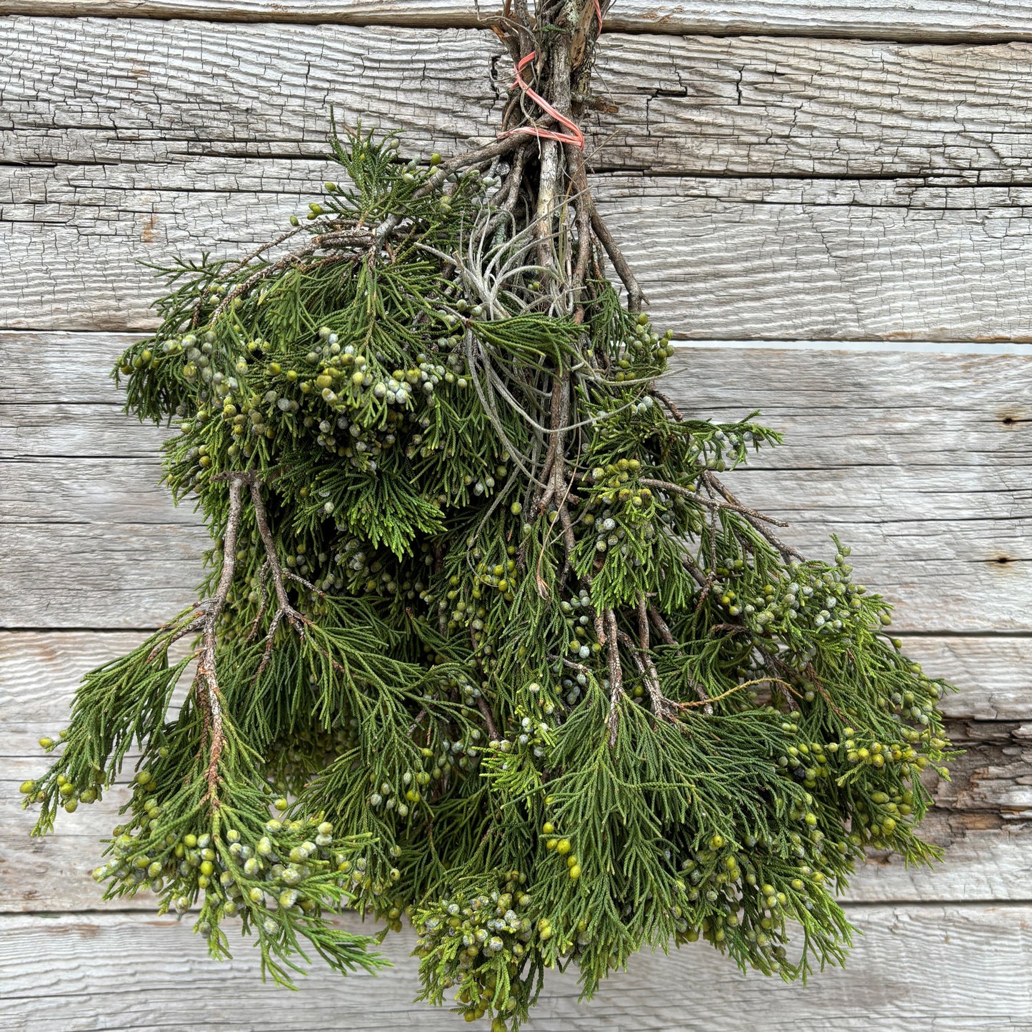 Fresh Cedar Blueberry Bundle
