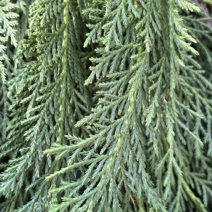 Fresh Cypress Leyland Green