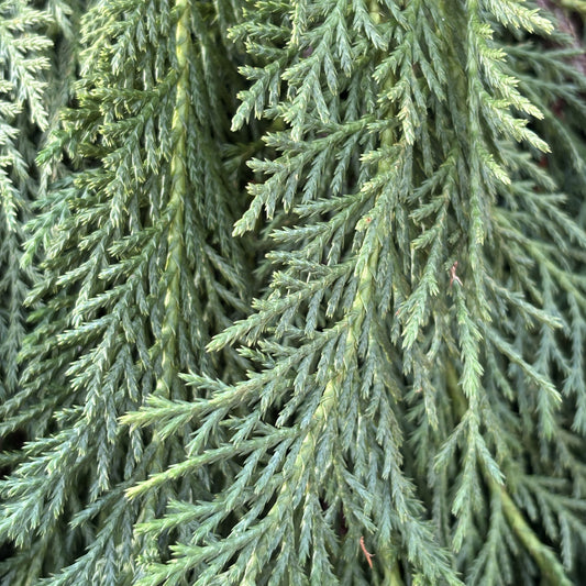 Fresh Cypress Leyland Green