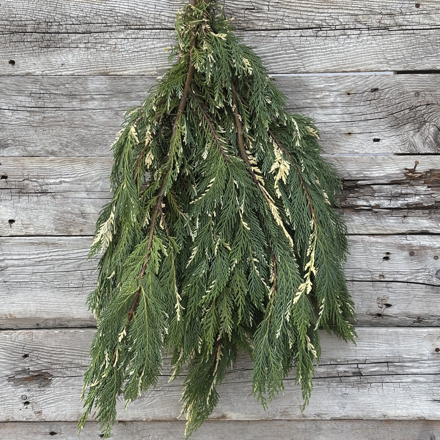 Fresh Cypress Leyland Variegated