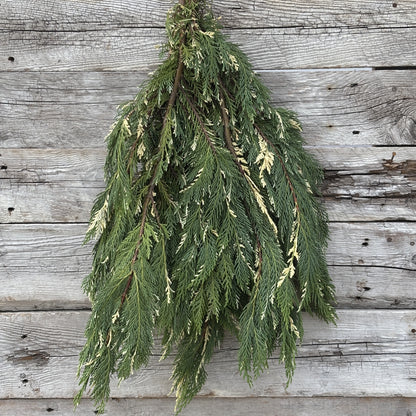 Fresh Cypress Leyland Variegated
