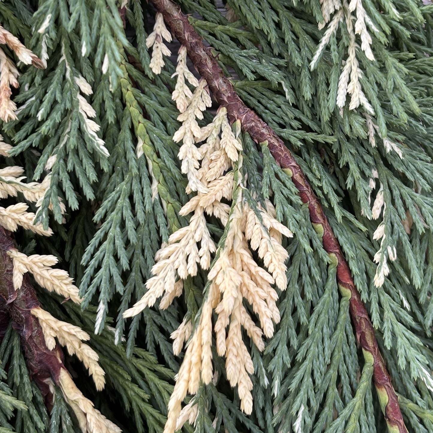 Fresh Cypress Leyland Variegated